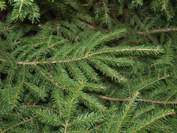 Picea abies