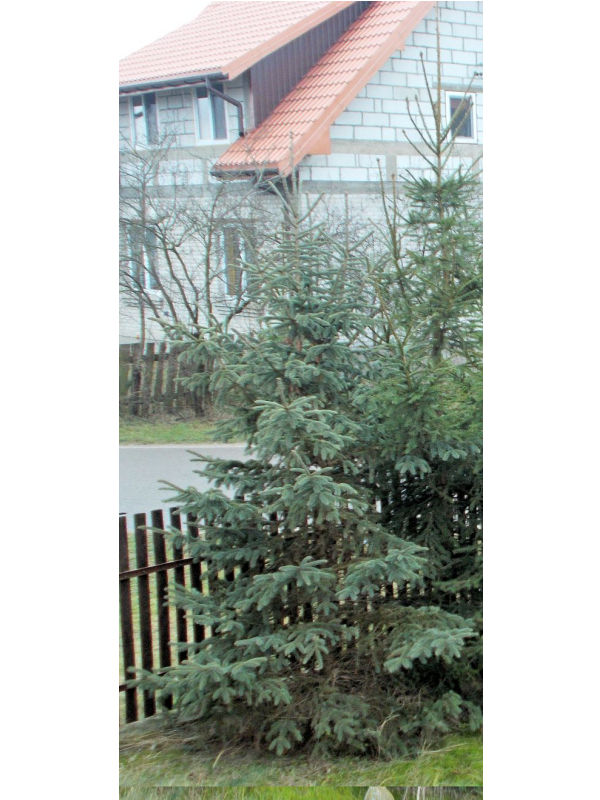 Picea schrenkiana