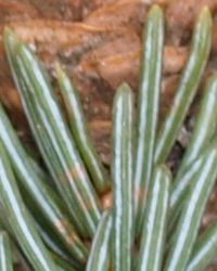 Picea schrenkiana